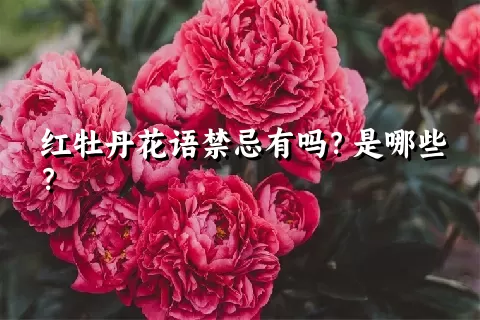 红牡丹花语禁忌有吗？是哪些？