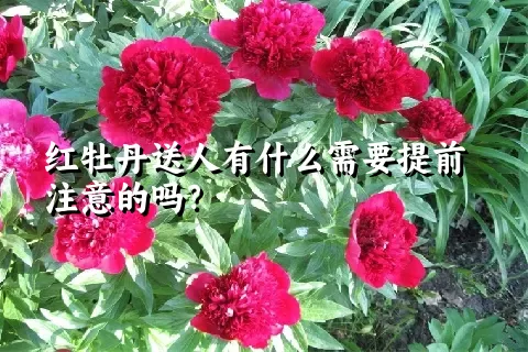 红牡丹送人有什么需要提前注意的吗？