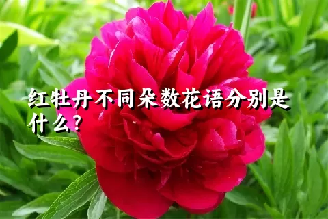 红牡丹不同朵数花语分别是什么？