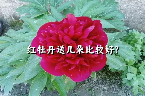 红牡丹送几朵比较好？