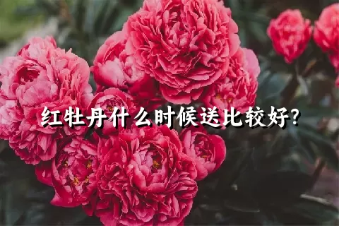 红牡丹什么时候送比较好？