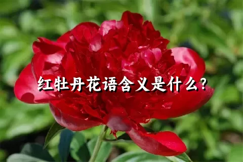红牡丹花语含义是什么？