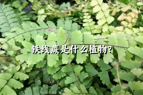 铁线蕨是什么植物？