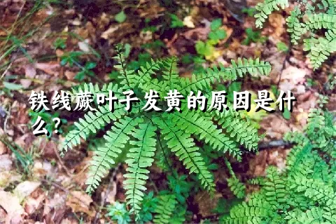 铁线蕨叶子发黄的原因是什么？