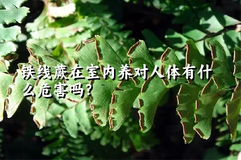 铁线蕨在室内养对人体有什么危害吗？