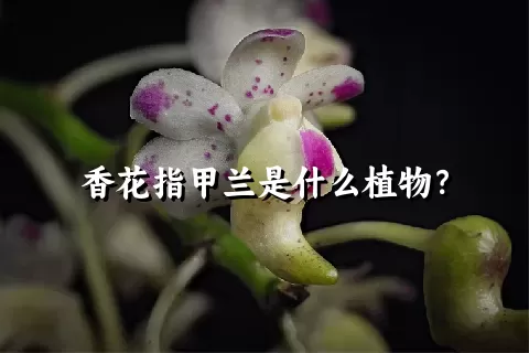 香花指甲兰是什么植物？