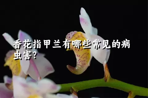 香花指甲兰有哪些常见的病虫害？