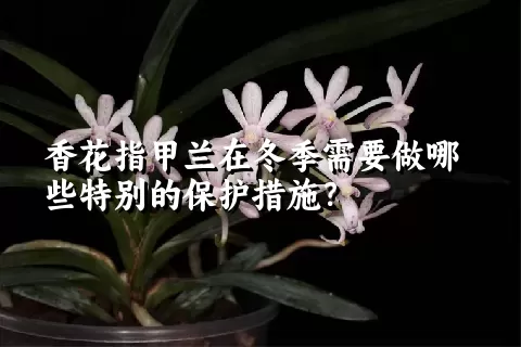 香花指甲兰在冬季需要做哪些特别的保护措施？