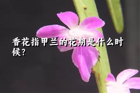 香花指甲兰的花期是什么时候？