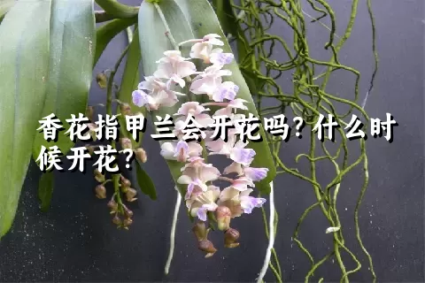 香花指甲兰会开花吗？什么时候开花？