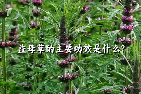 益母草的主要功效是什么？