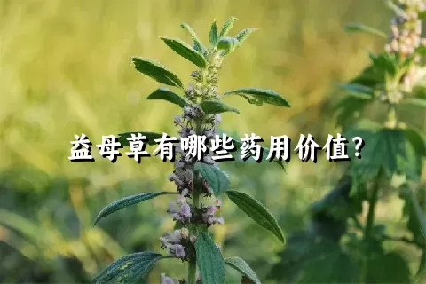益母草有哪些药用价值？