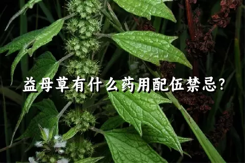 益母草有什么药用配伍禁忌？