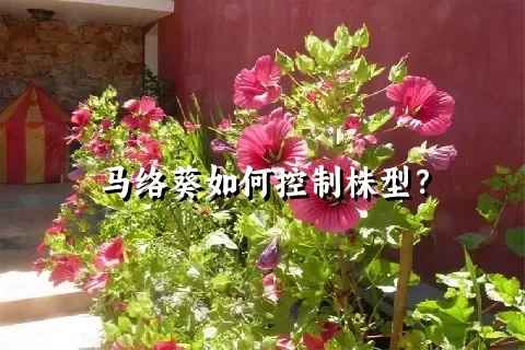 马络葵如何控制株型？