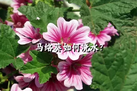 马络葵如何浇水？