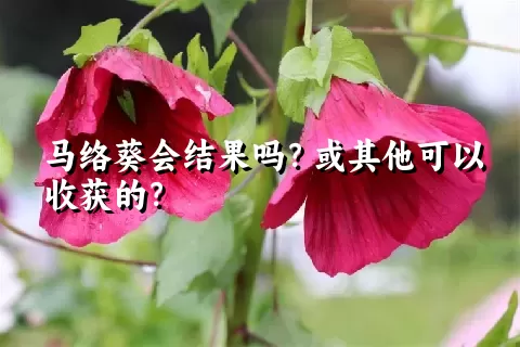 马络葵会结果吗？或其他可以收获的？