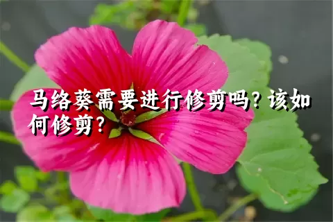 马络葵需要进行修剪吗？该如何修剪？