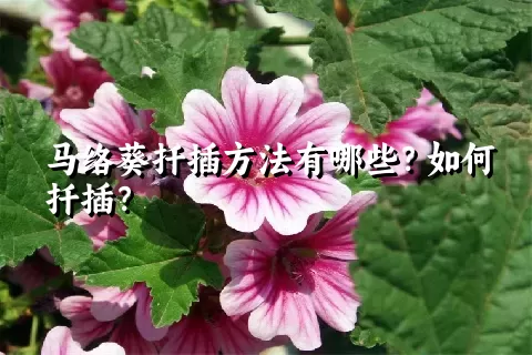 马络葵扦插方法有哪些？如何扦插？