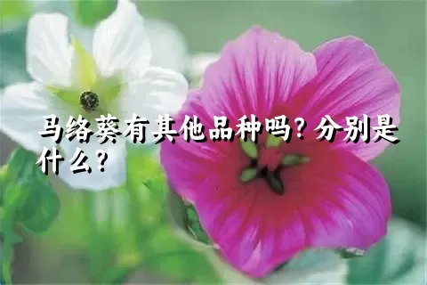 马络葵有其他品种吗？分别是什么？