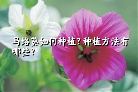 马络葵如何种植？种植方法有哪些？