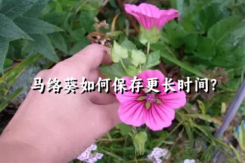 马络葵如何保存更长时间？