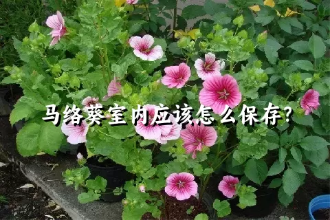 马络葵室内应该怎么保存？