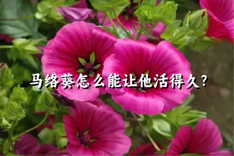 马络葵怎么能让他活得久？