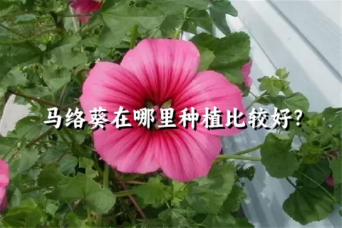 马络葵在哪里种植比较好？