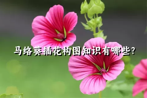 马络葵插花构图知识有哪些？