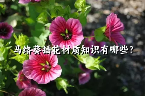 马络葵插花材质知识有哪些？