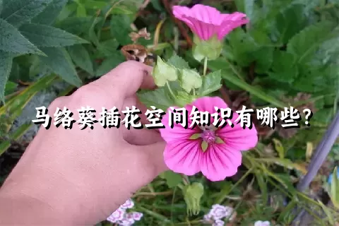 马络葵插花空间知识有哪些？