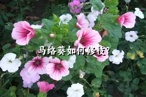 马络葵如何修枝？