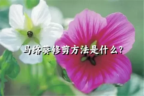 马络葵修剪方法是什么？