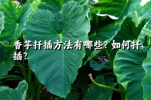 香芋扦插方法有哪些？如何扦插？
