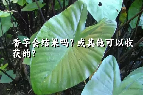 香芋会结果吗？或其他可以收获的？