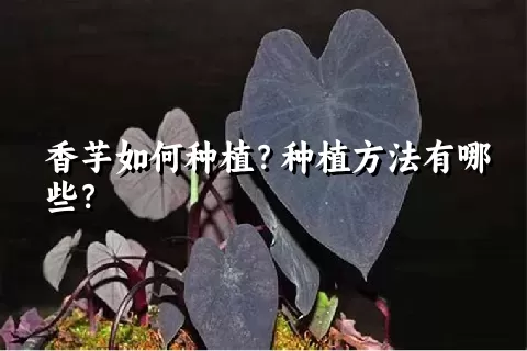 香芋如何种植？种植方法有哪些？