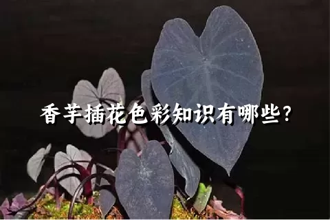 香芋插花色彩知识有哪些？