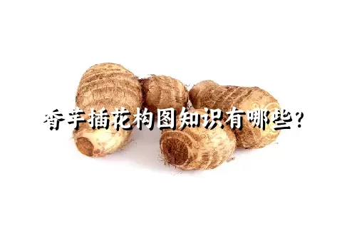 香芋插花构图知识有哪些？