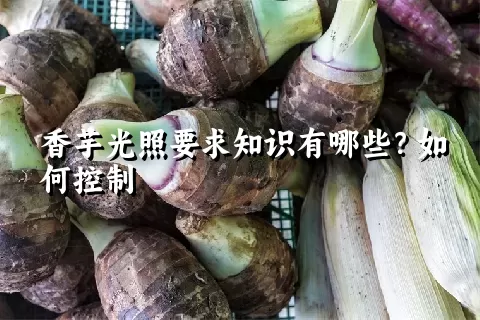 香芋光照要求知识有哪些？如何控制