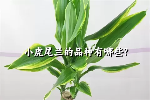 小虎尾兰的品种有哪些?