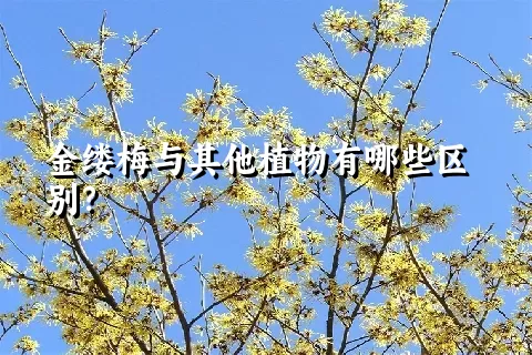 金缕梅与其他植物有哪些区别？