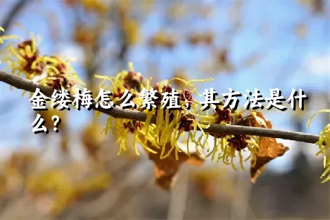 金缕梅怎么繁殖，其方法是什么？
