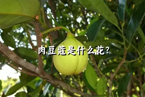 肉豆蔻是什么花？