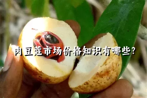 肉豆蔻市场价格知识有哪些？