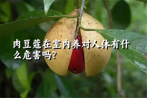 肉豆蔻在室内养对人体有什么危害吗？