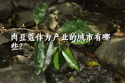 肉豆蔻作为产业的城市有哪些？