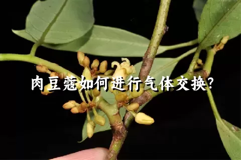 肉豆蔻如何进行气体交换？