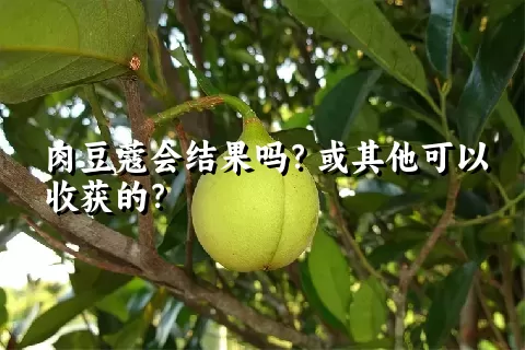 肉豆蔻会结果吗？或其他可以收获的？