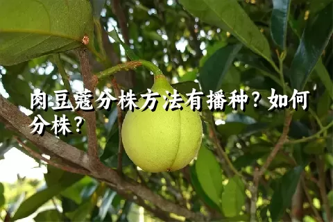 肉豆蔻分株方法有播种？如何分株？