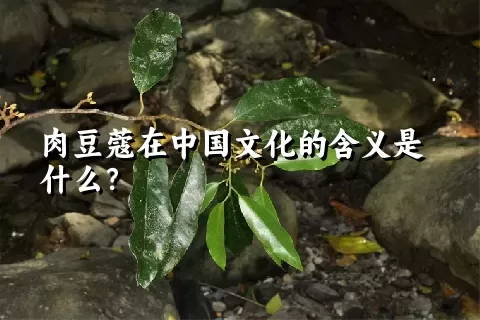 肉豆蔻在中国文化的含义是什么？